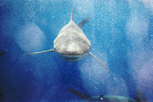 195130385_ec444ff404