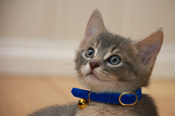 4520252355_ea3f503fca_z