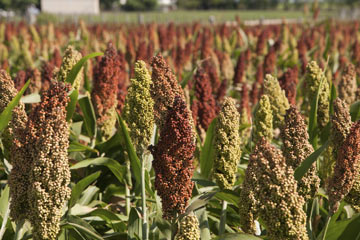 sweet sorghum