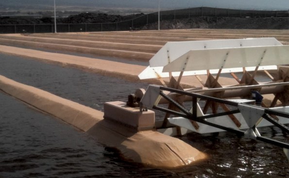 17916_algaephotoonlinef